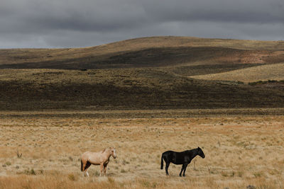 Horses grazing on field against mountain