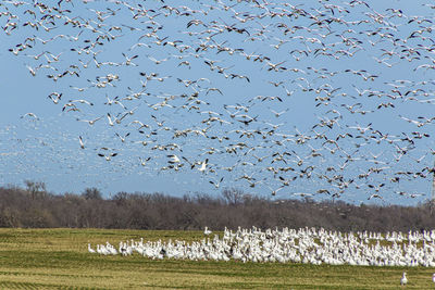 large group of animals