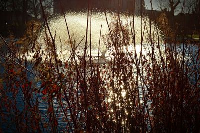 Reflection of trees in lake