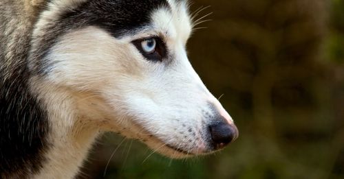 The look of a husky dog