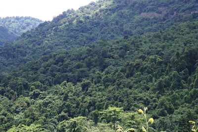 High angle view of trees in forest