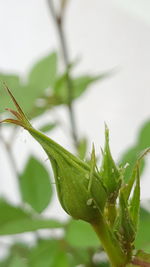 Close-up of leaves on plant