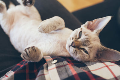 Close-up of a cat lying on bed