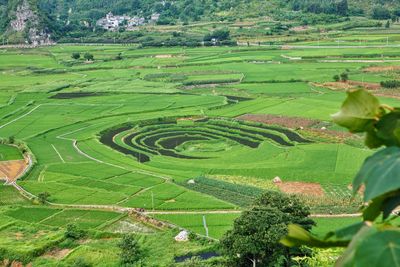 High angle view of agricultural field