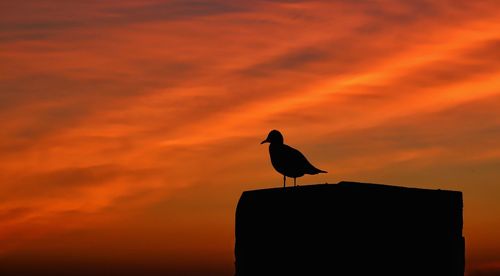 Silhouette bird perching on wooden post against orange sky