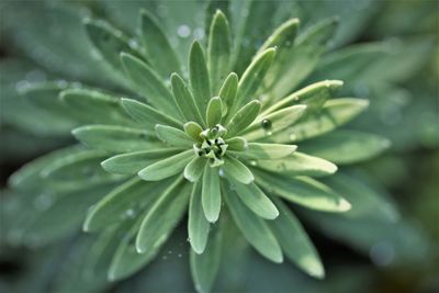 Close-up of water drops on plant