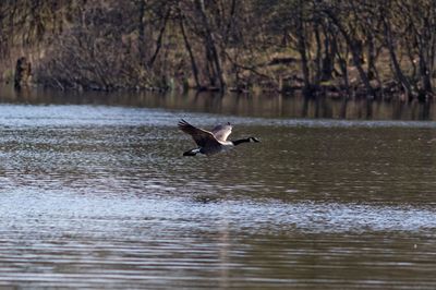 Bird flying over lake