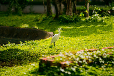 Beautiful birds