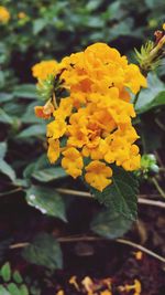 Close-up of yellow flowers blooming outdoors