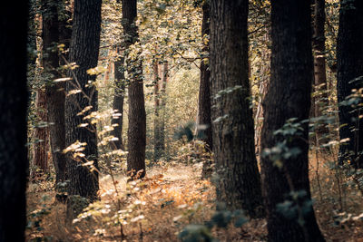 Trees in forest