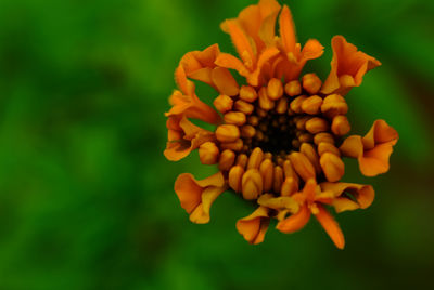 Close-up of orange flowering plant