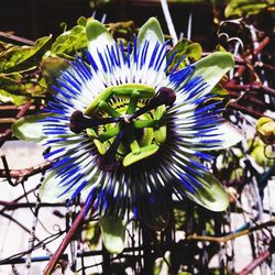 Close-up of purple flowers