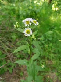 Close-up of white flowering plant on field