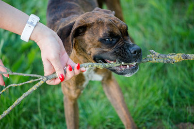 Midsection of person with  boxer-dog