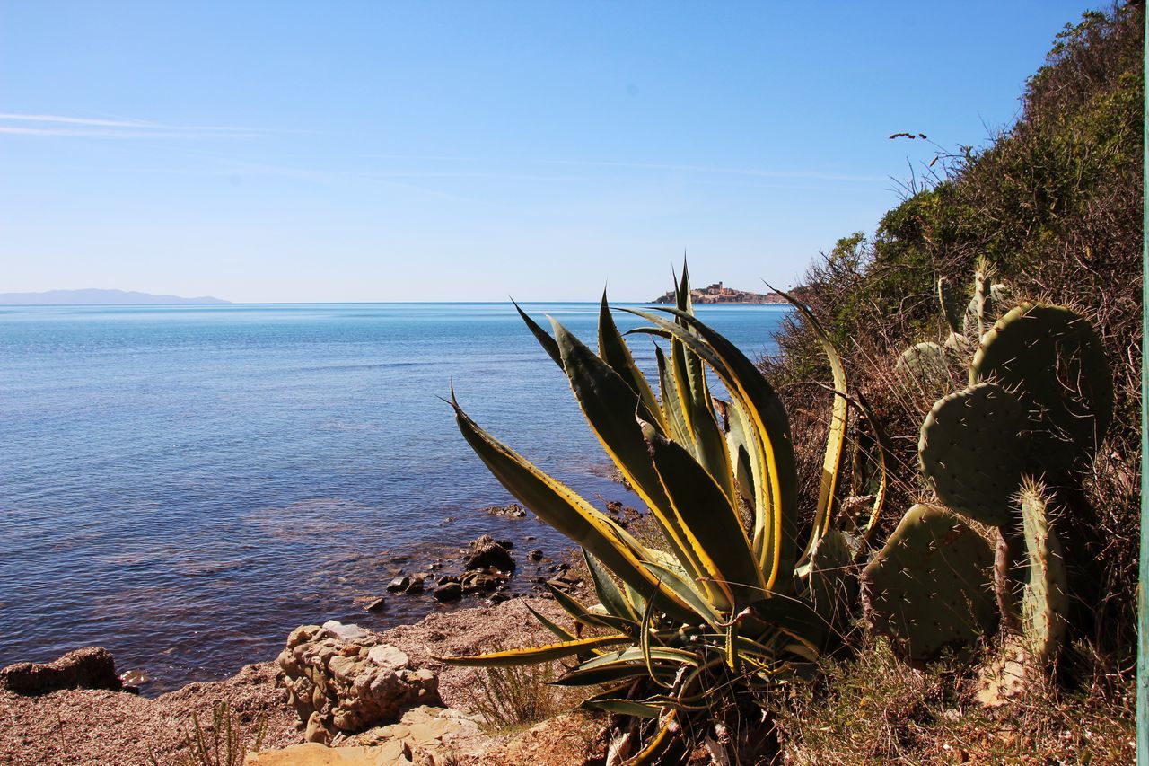 water, beauty in nature, sea, sky, tranquil scene, scenics - nature, tranquility, plant, nature, beach, day, no people, growth, land, non-urban scene, horizon, horizon over water, sunlight, idyllic