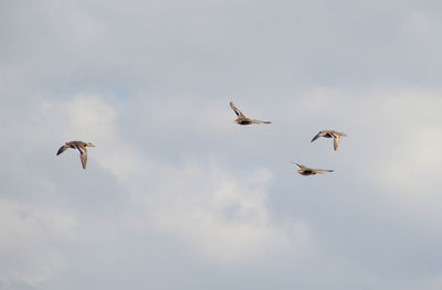 Low angle view of birds flying against sky