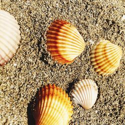 Close-up of seashell on beach