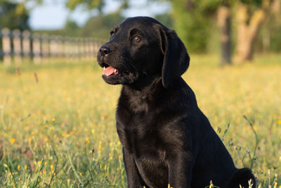 Portrait of a cute black labrador puppy sitting in the garden