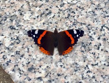 High angle view of butterfly