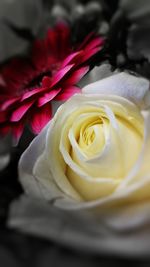 Close-up of rose