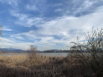 Scenic view of field against sky