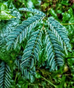 Close-up of fern leaves