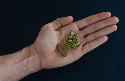 Close-up of hand holding leaf over black background