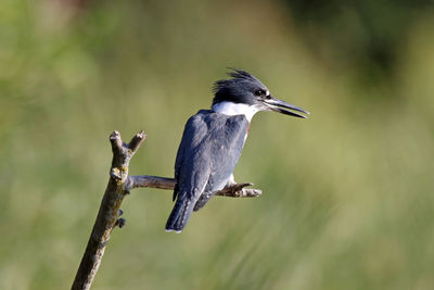 Close-up of belted kingfisher perching on branch