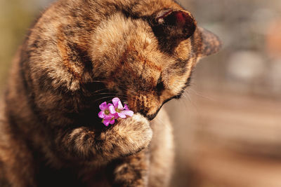 Close-up of stray cat