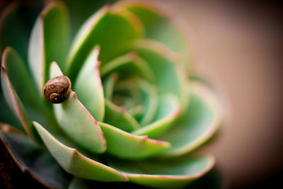Close-up of snail on plant