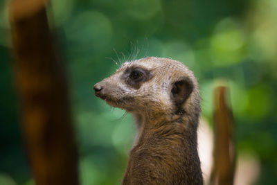 Close-up of meerkat