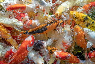 Close-up of koi carps swimming in sea