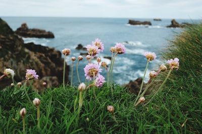 Flowering plants by sea against sky