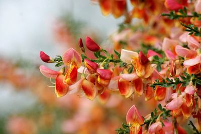 Close-up of flowers blooming outdoors