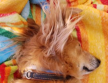 Close-up of dog sleeping on bed