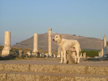 Dog feeding puppy against clear sky