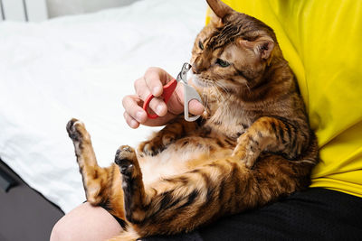 Man shearing cat's claws at home, close-up. mens hand hold scissors for cutting off cat's claws.