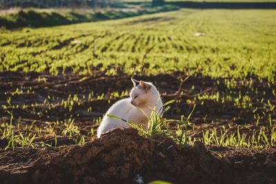 Cat sitting on a field