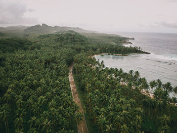 Scenic view of palm tree jungle