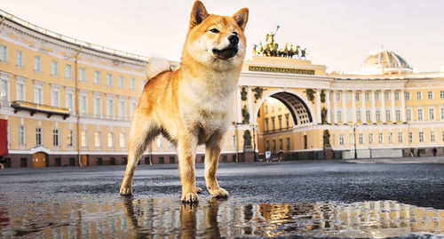 Happy shiba inu sitting on wet asphalt on square outside aged building in morning in center  