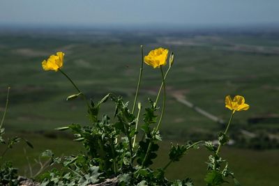 Close-up of yellow flowers growing in field