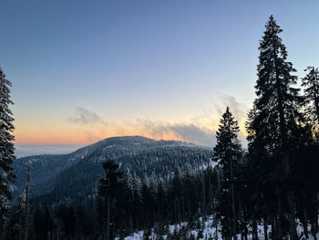 Panoramic view of pine trees against sky during sunset
