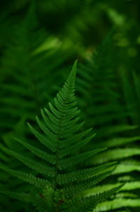 Close-up of leaves