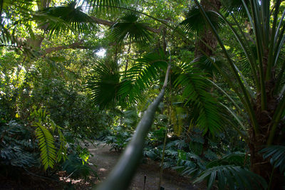 Low angle view of coconut palm trees in forest