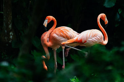 Flamingos on field in forest