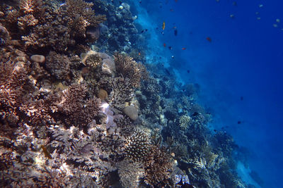 undersea