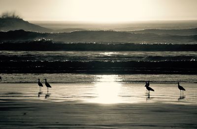 Silhouette birds swimming in sea against sky