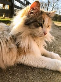 Close-up of cat on tree