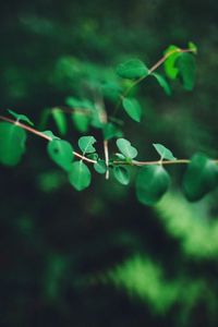Close-up of lizard on plant