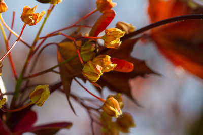 Close-up of yellow flowering plant